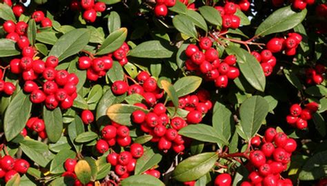 How to Identify Red Berries on a Vine | Garden Guides