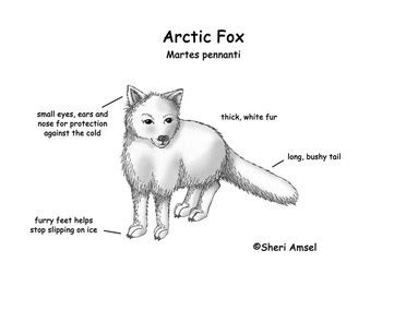 Adaptations - Arctic Foxes