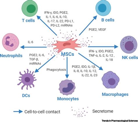 Mesenchymal Stem Cell Immunomodulation: Mechanisms and Therapeutic ...