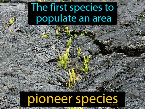 Pioneer Species Definition & Image | GameSmartz