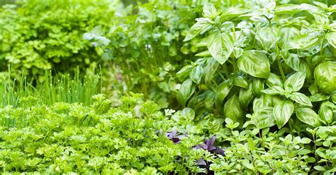 Tips for Growing an Edible Herb Garden | Gardener’s Path