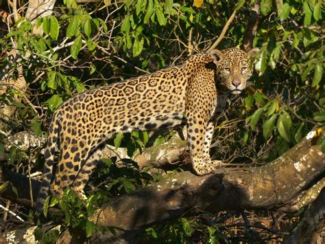 Conservationists sound alarm of threat to jaguars from raging Amazon fires and deforestation ...