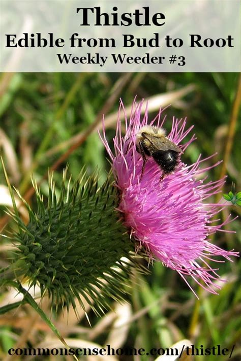 Thistle - Edible from Bud to Root - Weekly Weeder #3