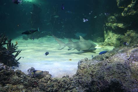 Sydney Aquarium 5 by AdaraRosalie on DeviantArt