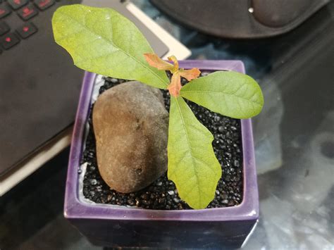 Which oak species is this seedling? : r/PlantIdentification