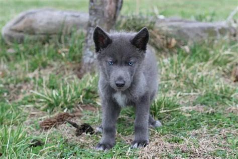 Blue wolf dog | Wolf dog, Dogs, Husky