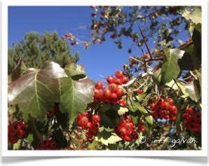 Hawthorn Tree Identification || Identifying Crataegus