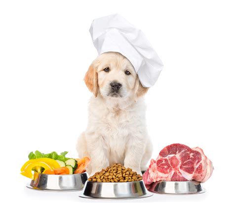 How Do I Choose Healthy Food Products for My Dog? | Nurture Pet ...