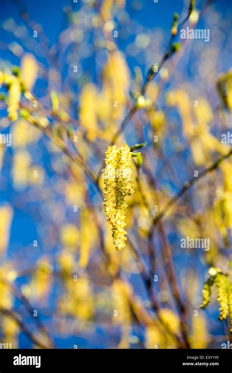 Catkins on a Silver birch tree Stock Photo - Alamy