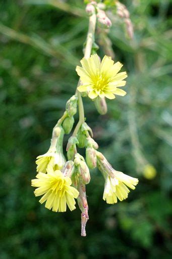 Lactuca serriola - Wildflowers of the National Capital Region