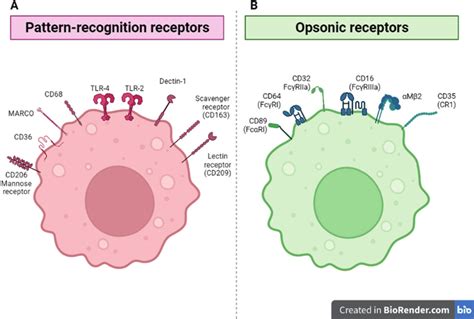 Phagocytic receptors are present in the macrophage. A) Pattern... | Download Scientific Diagram