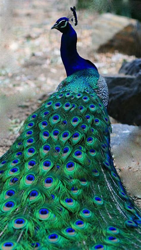 Peacock iPhone 6 Wallpaper | 2021 3D iPhone Wallpaper