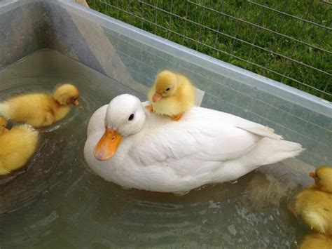 Call Ducks - a bantam breed | Cute ducklings, Baby animals, Cute animals