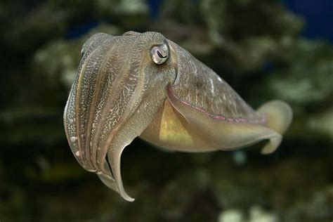 8 don't-miss creatures at the Monterey Bay Aquarium