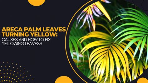 Areca Palm Leaves Turning Yellow: Causes and How to Fix Yellowing Leaves