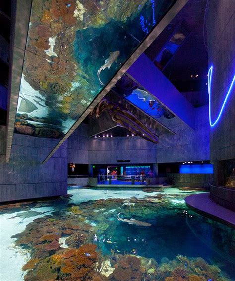 National Aquarium in Baltimore Exhibit Design | CambridgeSeven