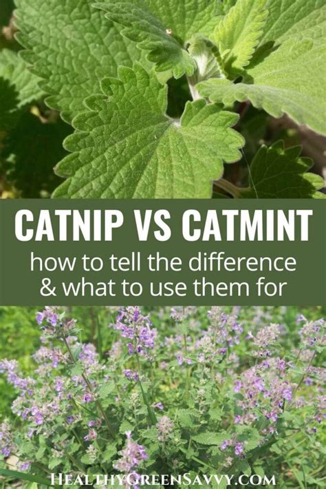 Catnip vs Catmint, Plus 9 Catnip Benefits for Humans