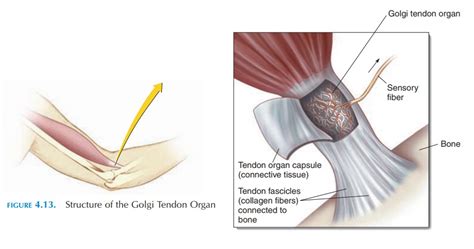 Doğru statik açık muscle spindles and golgi tendon organs - protectoracabrils.org