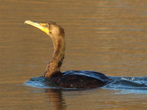 Double-crested Cormorant – Diving In – DFW Urban Wildlife