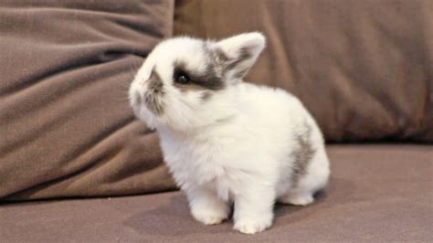 Curious Baby Bunny - YouTube