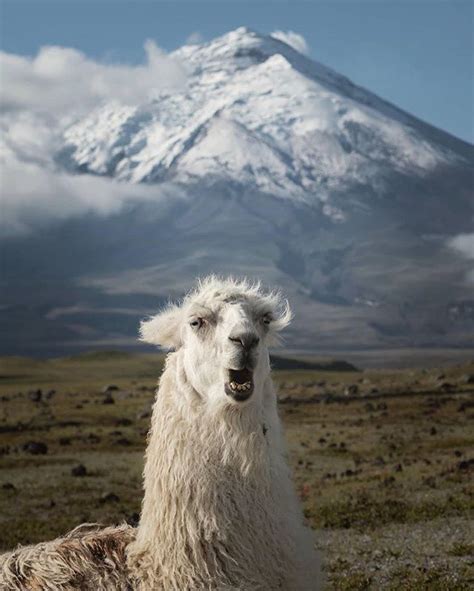 WildLife Planet na Instagramie: „Driving into Cotopaxi we noticed that these llamas looked ...