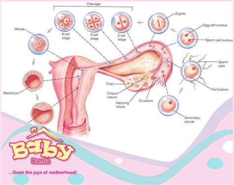 Implantation Diagram