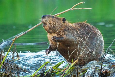 North American Beavers | KZ RV