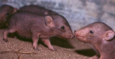 Pygmy hog - Alchetron, The Free Social Encyclopedia