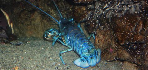 Blue Lobster Symbolism, Meaning, and Totem | Instructions