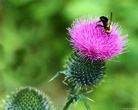 Bird & Thistle Wallpaper - WallpaperSafari