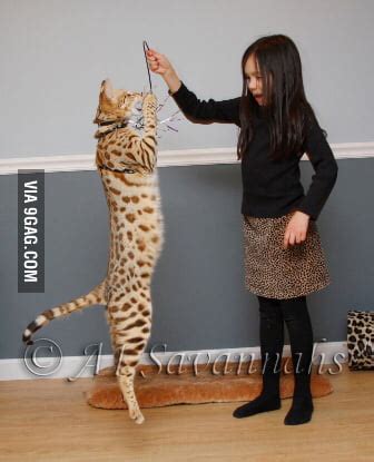 Savannah cat F1 - 9GAG