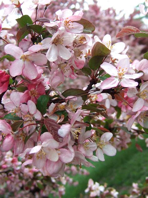 Best Crabapples for Your Yard | Better Homes & Gardens