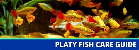 Platy Fish Care Guide: Fact Sheet, Breeding, & Behavior