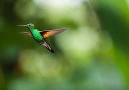 Beija Flor Hummingbirds Birds · Free image on Pixabay