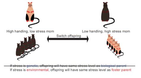 Epigenetics: How the environment influences our genes - Encyclopedia of ...