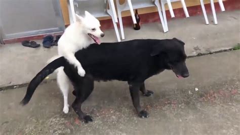 Pin on Dog cat