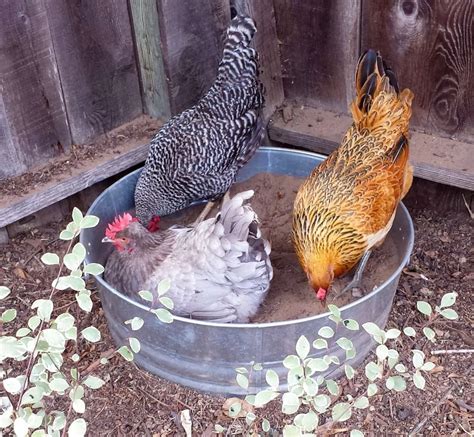 How to Make a Chicken Dust Bath: Easy DIY Ideas ~ Homestead and Chill