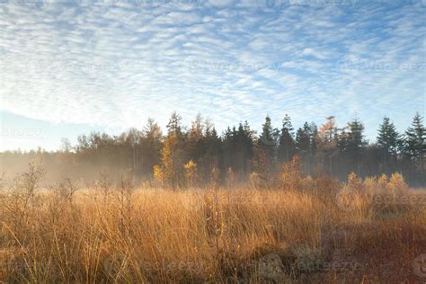 misty sunrise in autumn forest 1318728 Stock Photo at Vecteezy