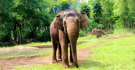 Tempat Penangkaran Hewan Gajah yang Ada di Sumatera Adalah – Geena and ...