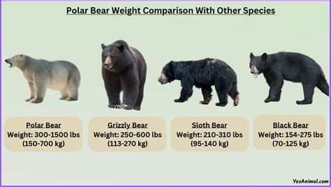 Polar Bear Weight: How Heavy Are They? With Comparison