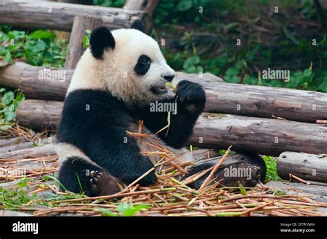 Giant panda bear eating bamboo Stock Photo - Alamy