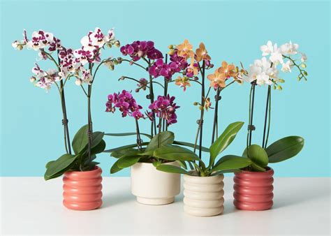 How To Repot an Orchid in 2020 | Orchid rebloom, Orchids, Orchid roots