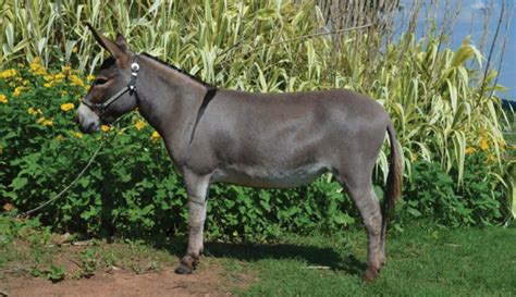 breeds_donkey - Hobby Farms