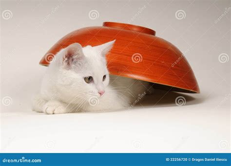 Baby cat playing stock photo. Image of kitty, bowl, playing - 22256720