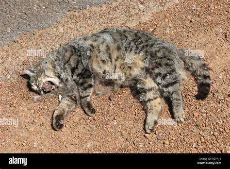 Roadkill Kangaroo Island Australia Stock Photo: 2669085 - Alamy