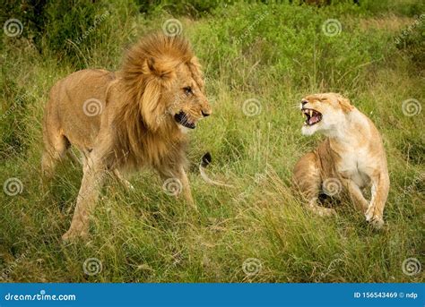 Lion Mating Pair Resting Royalty-Free Stock Photo | CartoonDealer.com ...