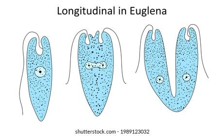 15 Binary Fission In Euglena Images, Stock Photos & Vectors | Shutterstock