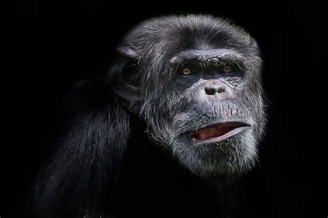 The Demonic Ape: A critique of the BBC 2 documentary