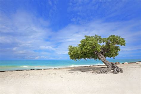 eagle-beach-aruba | Beaches of Aruba