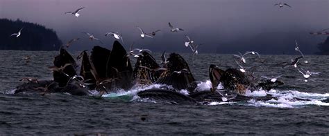 Whale Watching Tour – Prince Rupert Adventure Tours